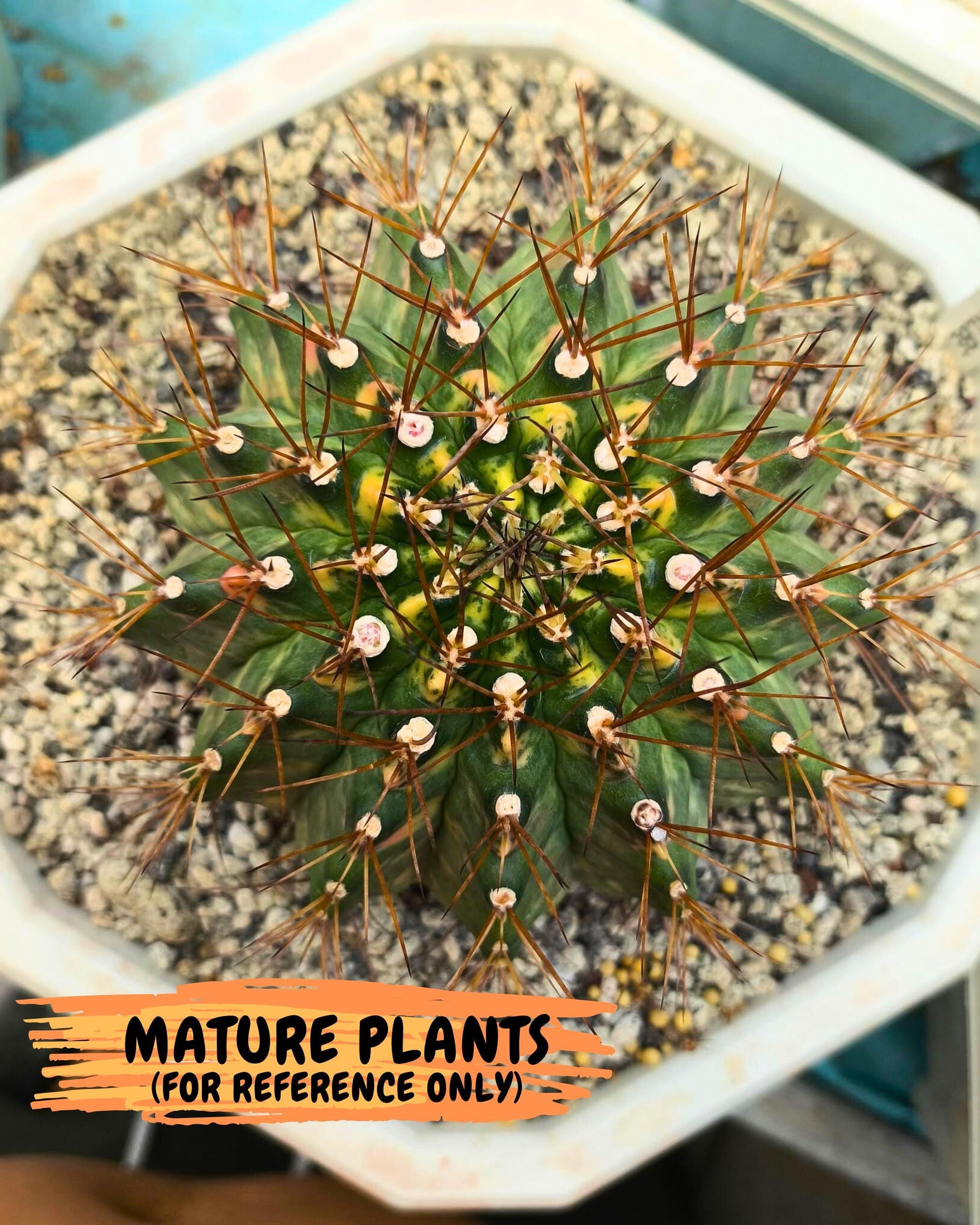 Gymnocalycium Marble (gy16) (04) | collectables
