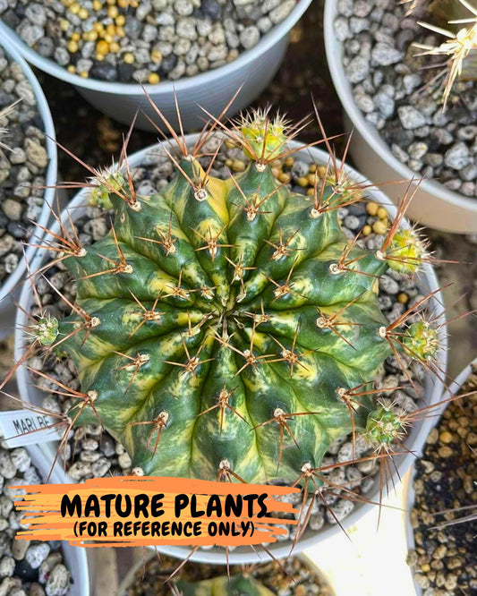 Gymnocalycium Marble (gy8) (b6) | Special Hybrid cactus