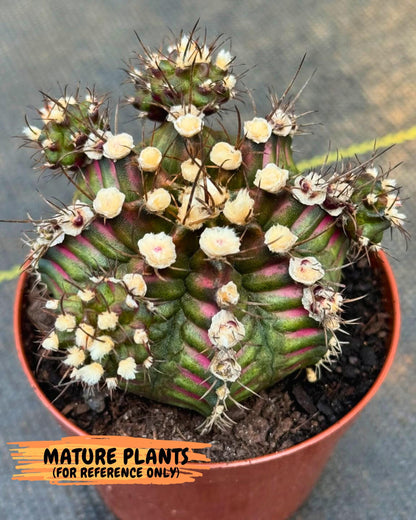 Gymnocalycium T-lux (gy16) (bb) | Special Hybrid cactus