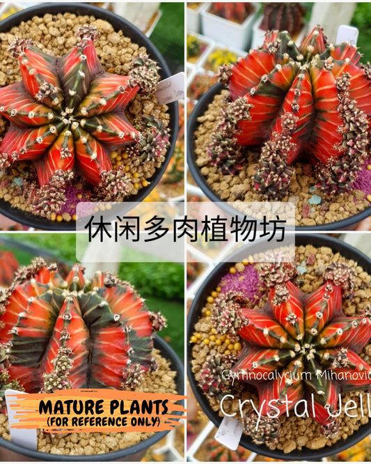 Gymnocalycium Crystal Jelly (gy7) (y4) | Special Hybrid cactus