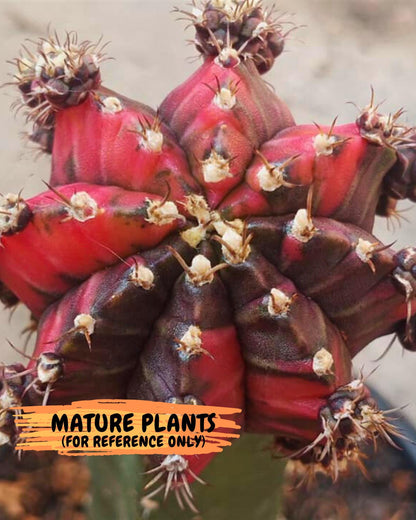 Gymnocalycium Crystal Jelly (gy23) (5) | Special Hybrid cactus
