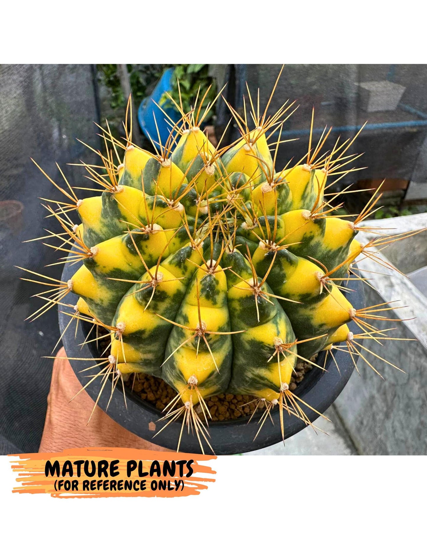 Gymnocalycium Cat Eye (gy6) (b4) | Special Hybrid cactus