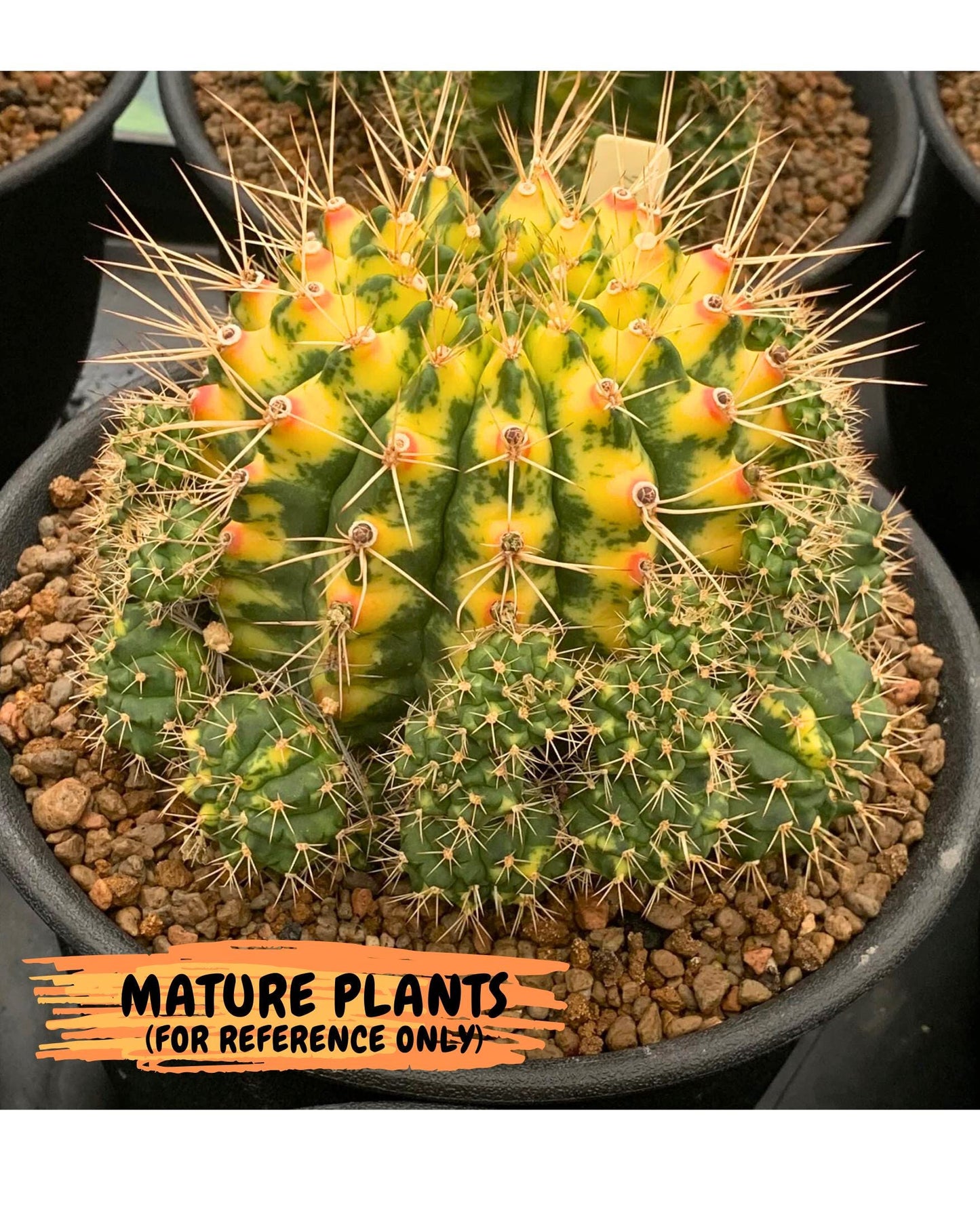 Gymnocalycium Cat Eye (gy6) (b4) | Special Hybrid cactus