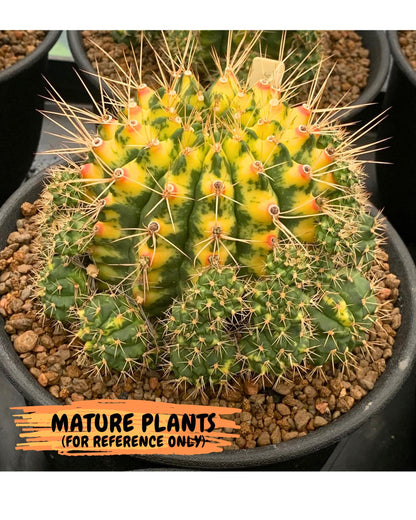 Gymnocalycium Cat Eye (gy6) (b4) | Special Hybrid cactus