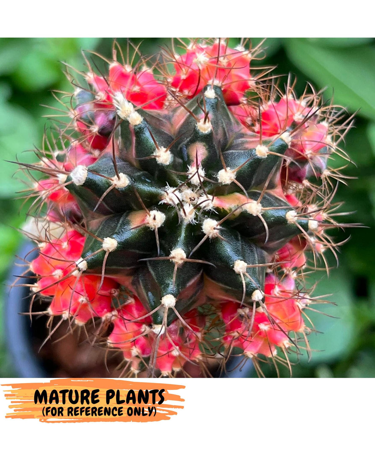 Gymnocalycium Emerald (gy17) (12) | Special Hybrid cactus