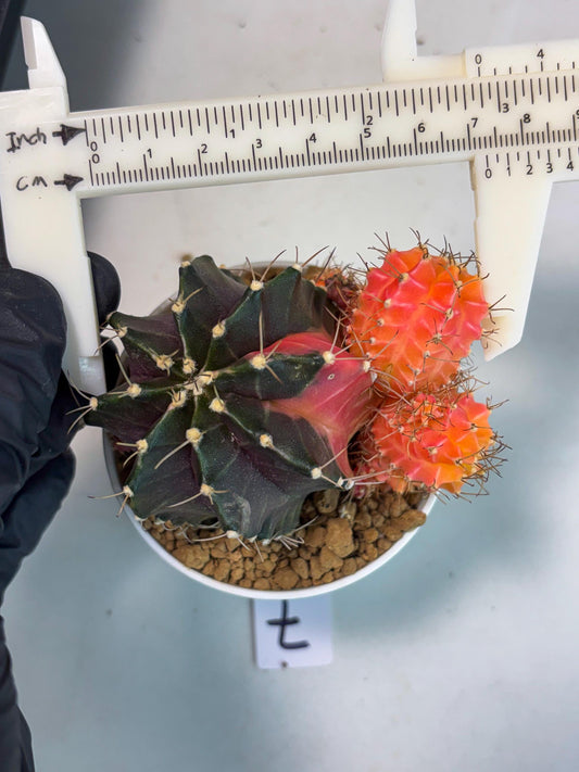 Gymnocalycium Emerald (gy7) (y7) | Special Hybrid cactus