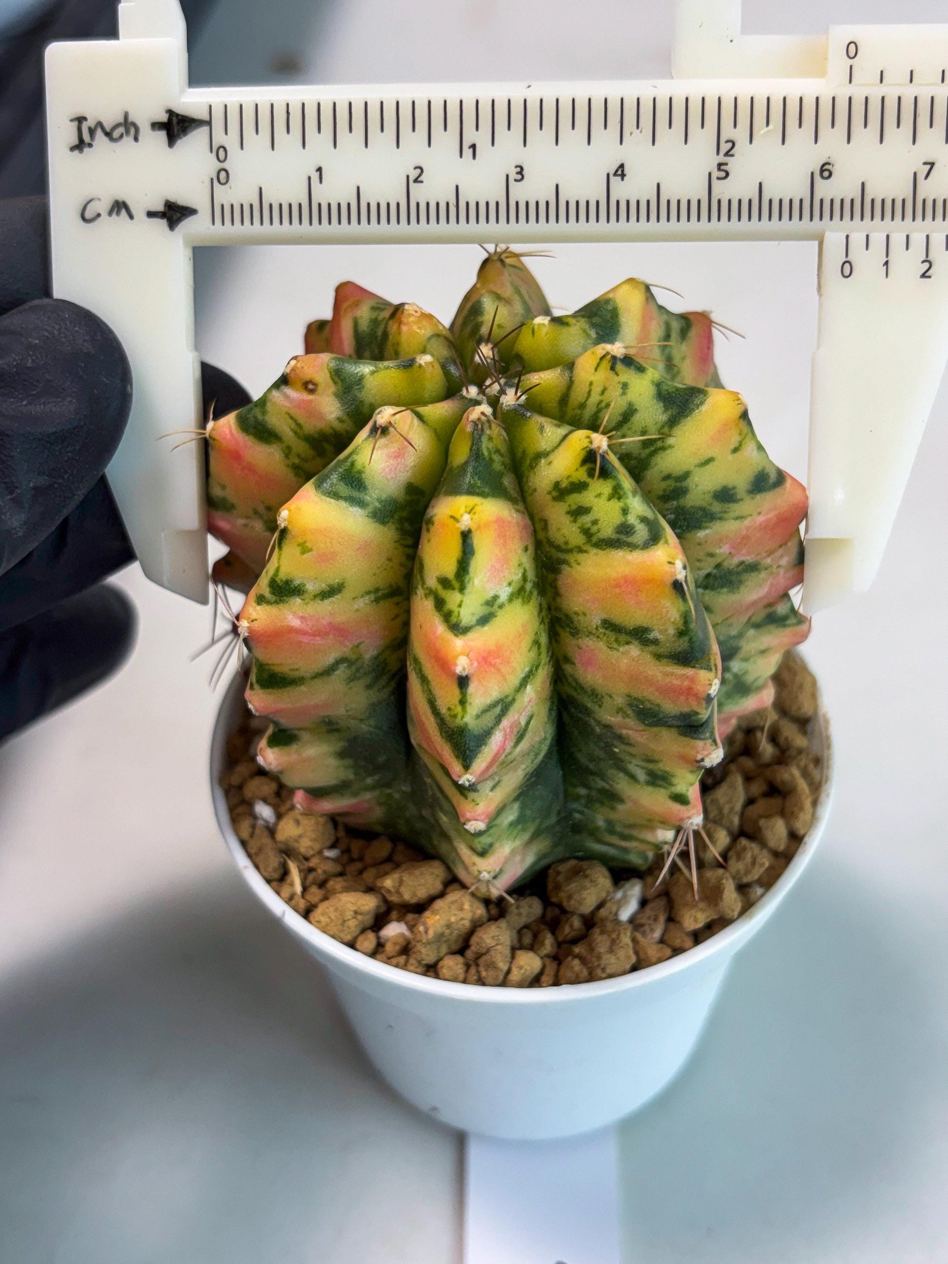 Gymnocalycium Stella (gy6) (r1) | Rare Hybrid cactus