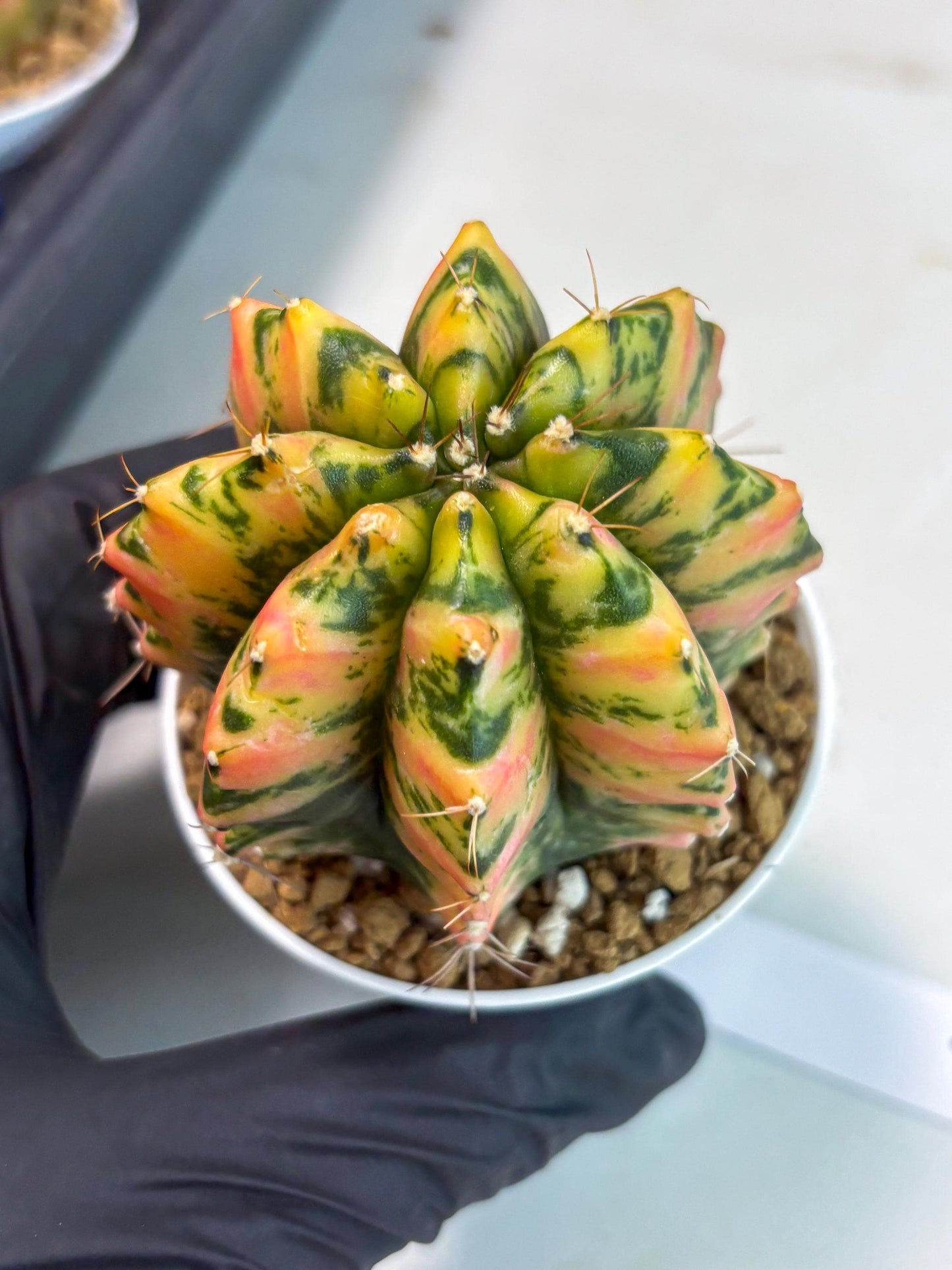 Gymnocalycium Stella (gy6) (r1) | Rare Hybrid cactus