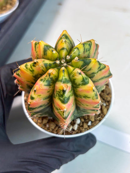 Gymnocalycium Stella (gy6) (r1) | Rare Hybrid cactus