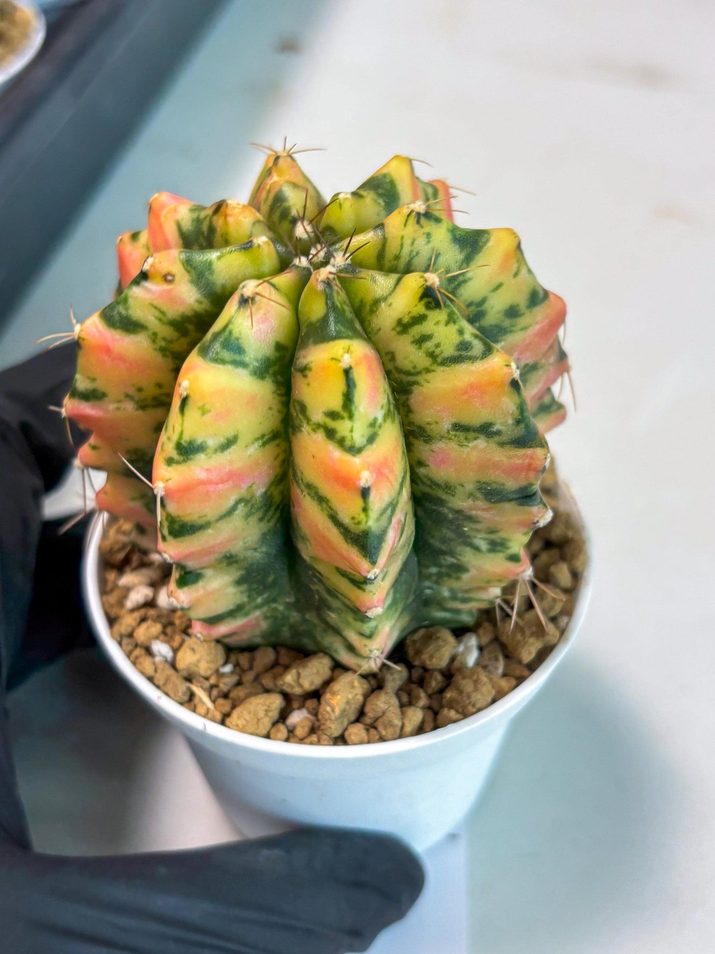 Gymnocalycium Stella (gy6) (r1) | Rare Hybrid cactus