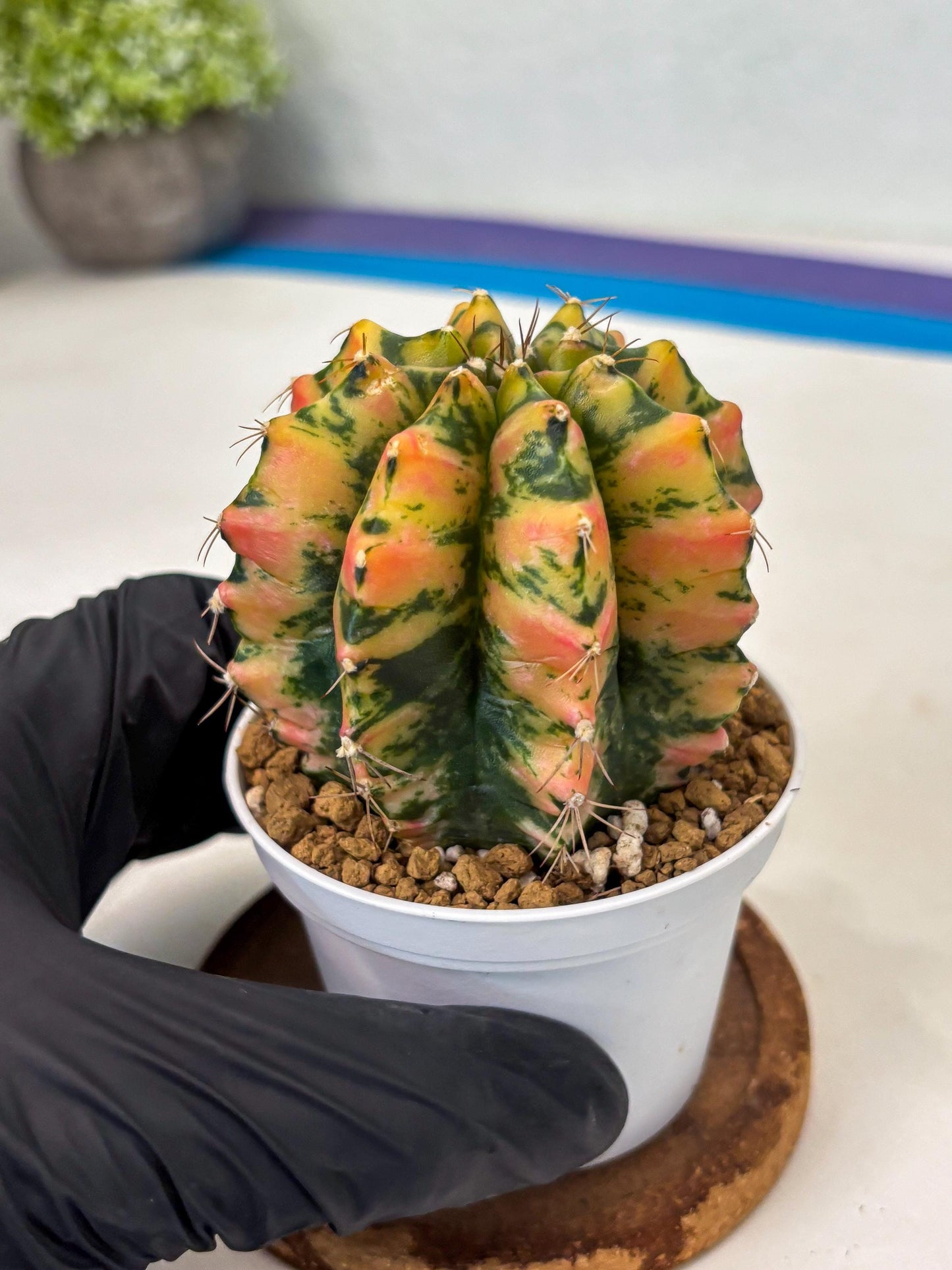 Gymnocalycium Stella (gy6) (r1) | Rare Hybrid cactus