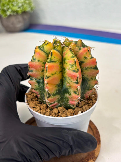 Gymnocalycium Stella (gy6) (r1) | Rare Hybrid cactus