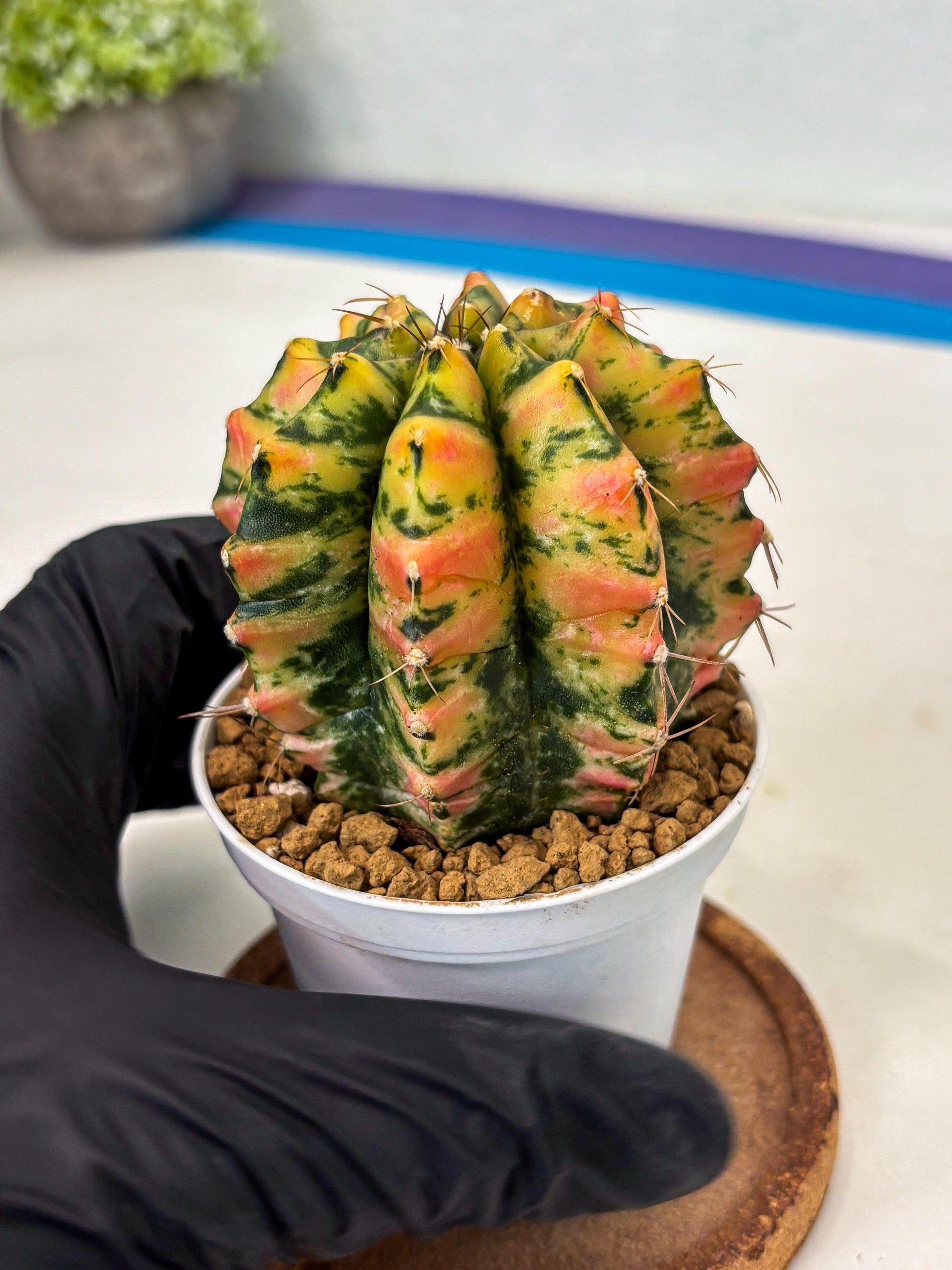 Gymnocalycium Stella (gy6) (r1) | Rare Hybrid cactus