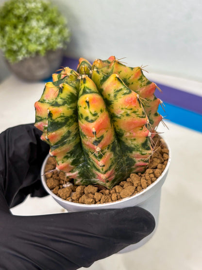 Gymnocalycium Stella (gy6) (r1) | Rare Hybrid cactus