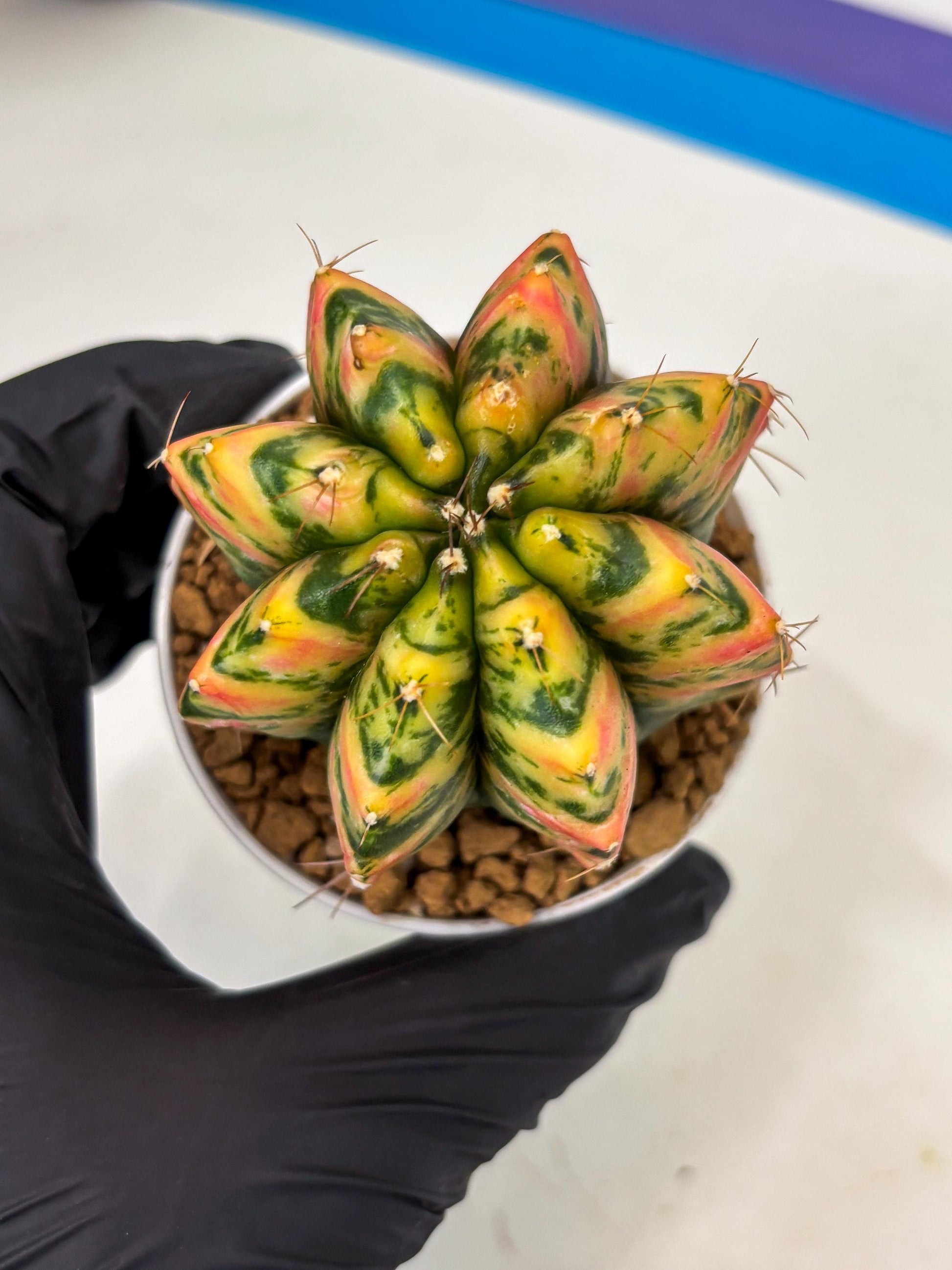 Gymnocalycium Stella (gy6) (r1) | Rare Hybrid cactus