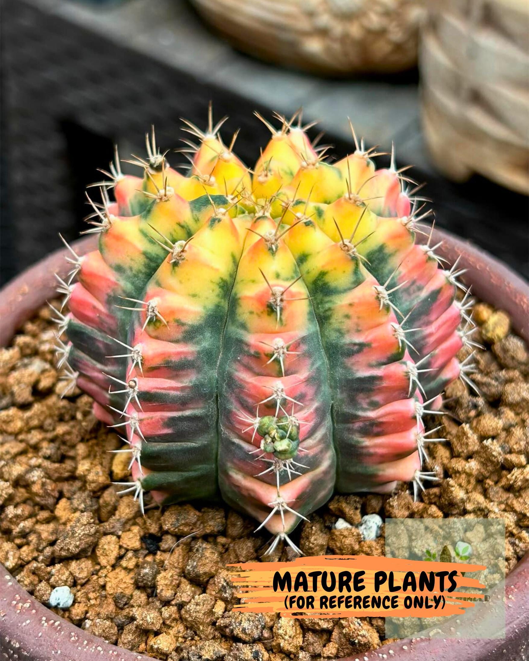 Gymnocalycium Pink Pearl (gy6) (g2) | Special Hybrid cactus