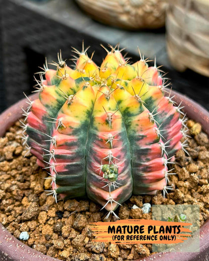 Gymnocalycium Pink Pearl (gy6) (g2) | Special Hybrid cactus