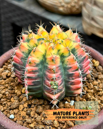 Gymnocalycium Pink Pearl (gy6) (g1) | Special Hybrid cactus