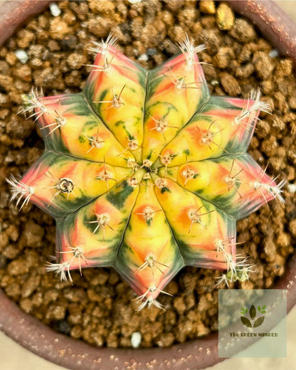 Gymnocalycium Pink Pearl (gy6) (g1) | Special Hybrid cactus