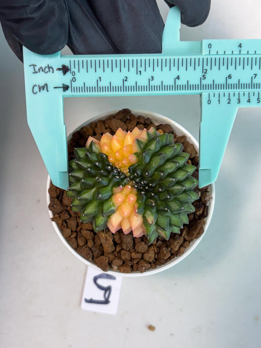 Gymnocalycium Inermis Cristata (gy9) (y5) | For Advanced Grower!