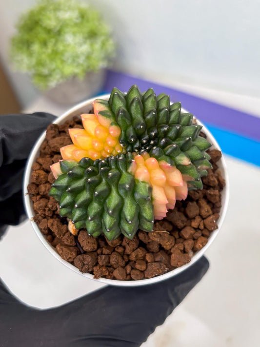 Gymnocalycium Inermis Cristata (gy9) (y5) | For Advanced Grower!