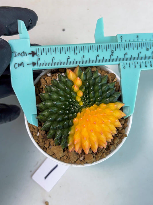 Gymnocalycium Inermis Cristata (gy9) (g1) | For Advanced Grower!