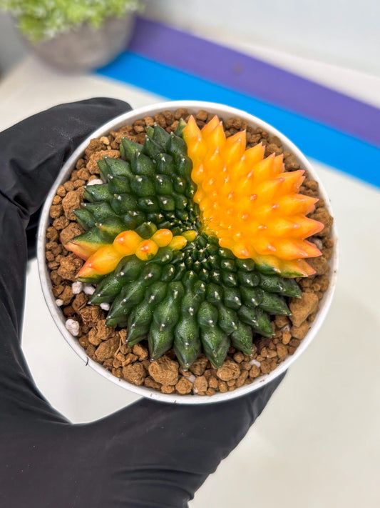 Gymnocalycium Inermis Cristata (gy9) (g1) | For Advanced Grower!