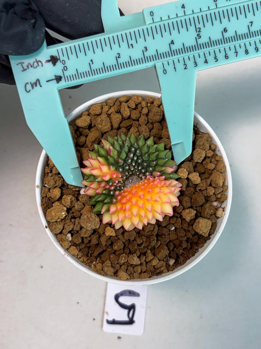 Gymnocalycium Inermis Cristata (gy9) (r5) | Starter Plants!!