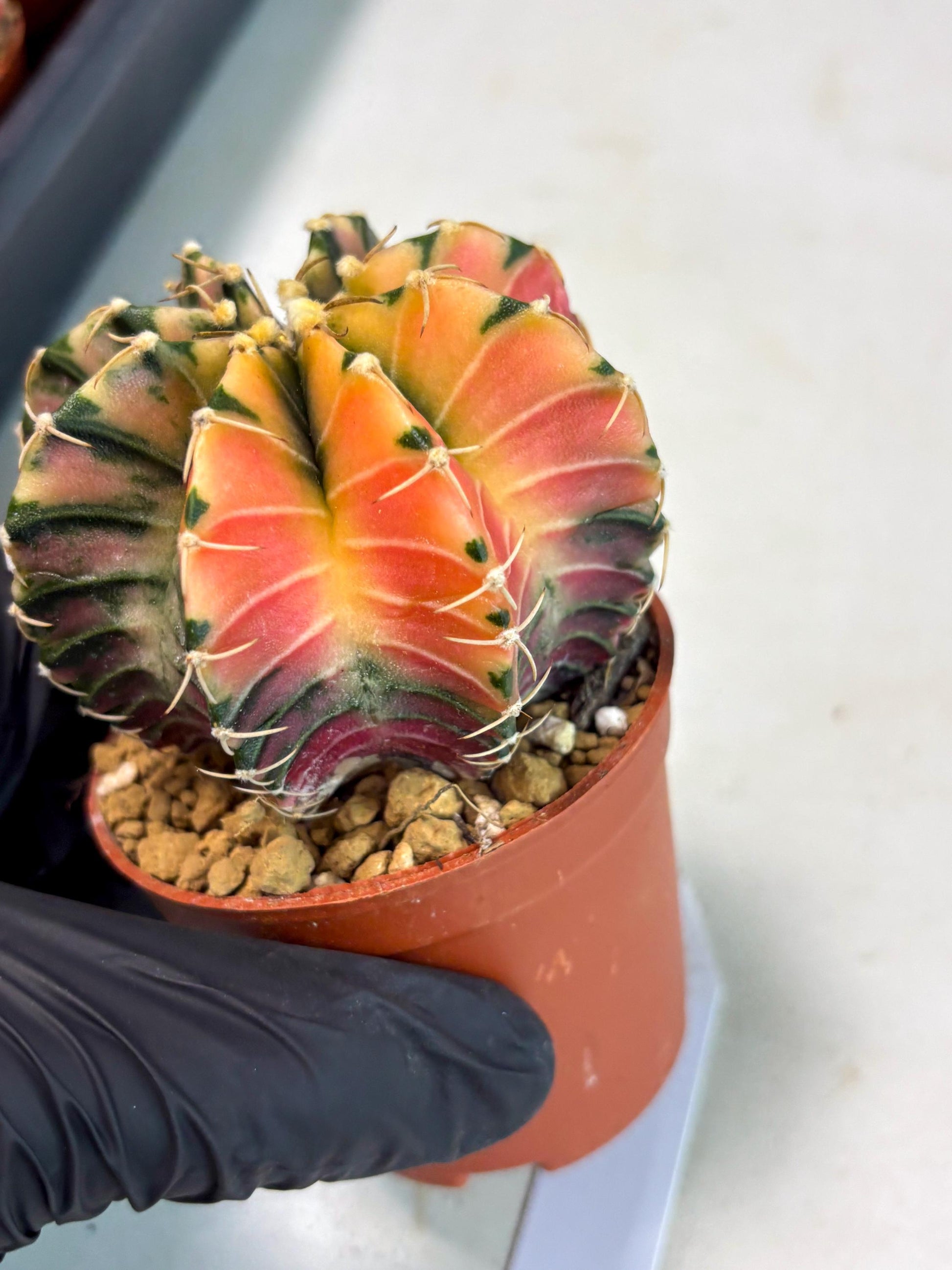 Gymnocalycium LB Hybrid (gy2) (r1) | Imported Plants