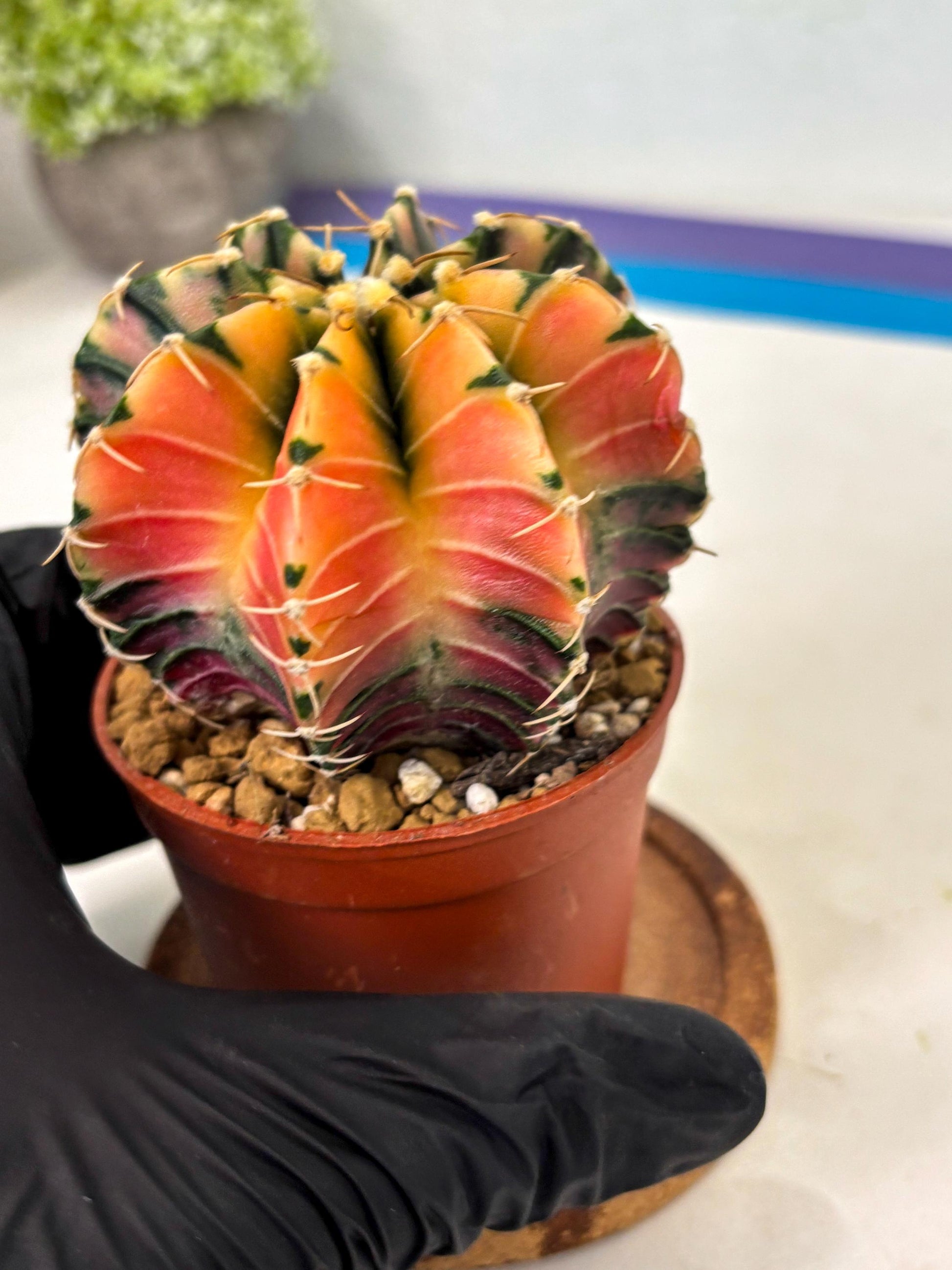 Gymnocalycium LB Hybrid (gy2) (r1) | Imported Plants