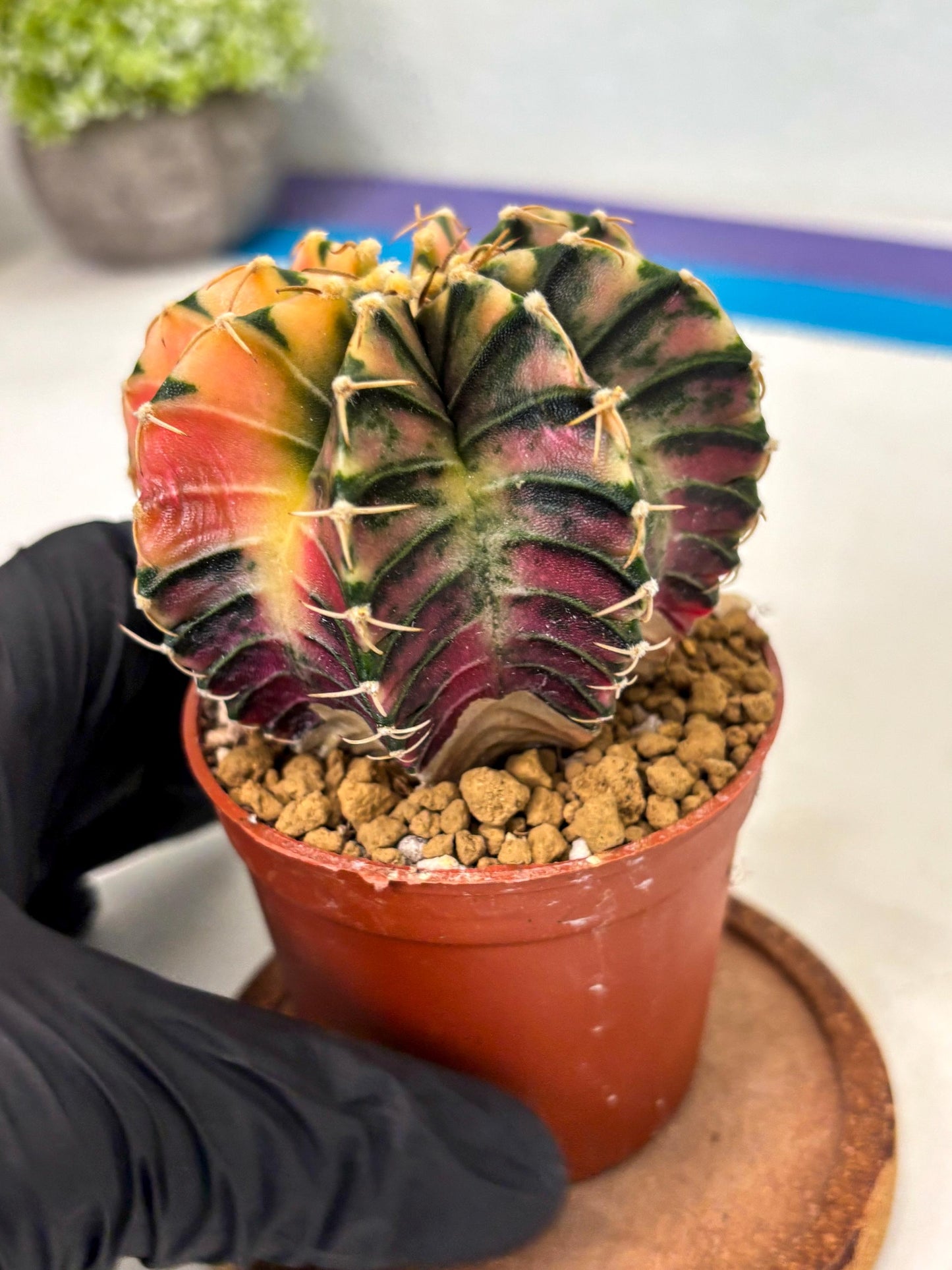 Gymnocalycium LB Hybrid (gy2) (r1) | Imported Plants