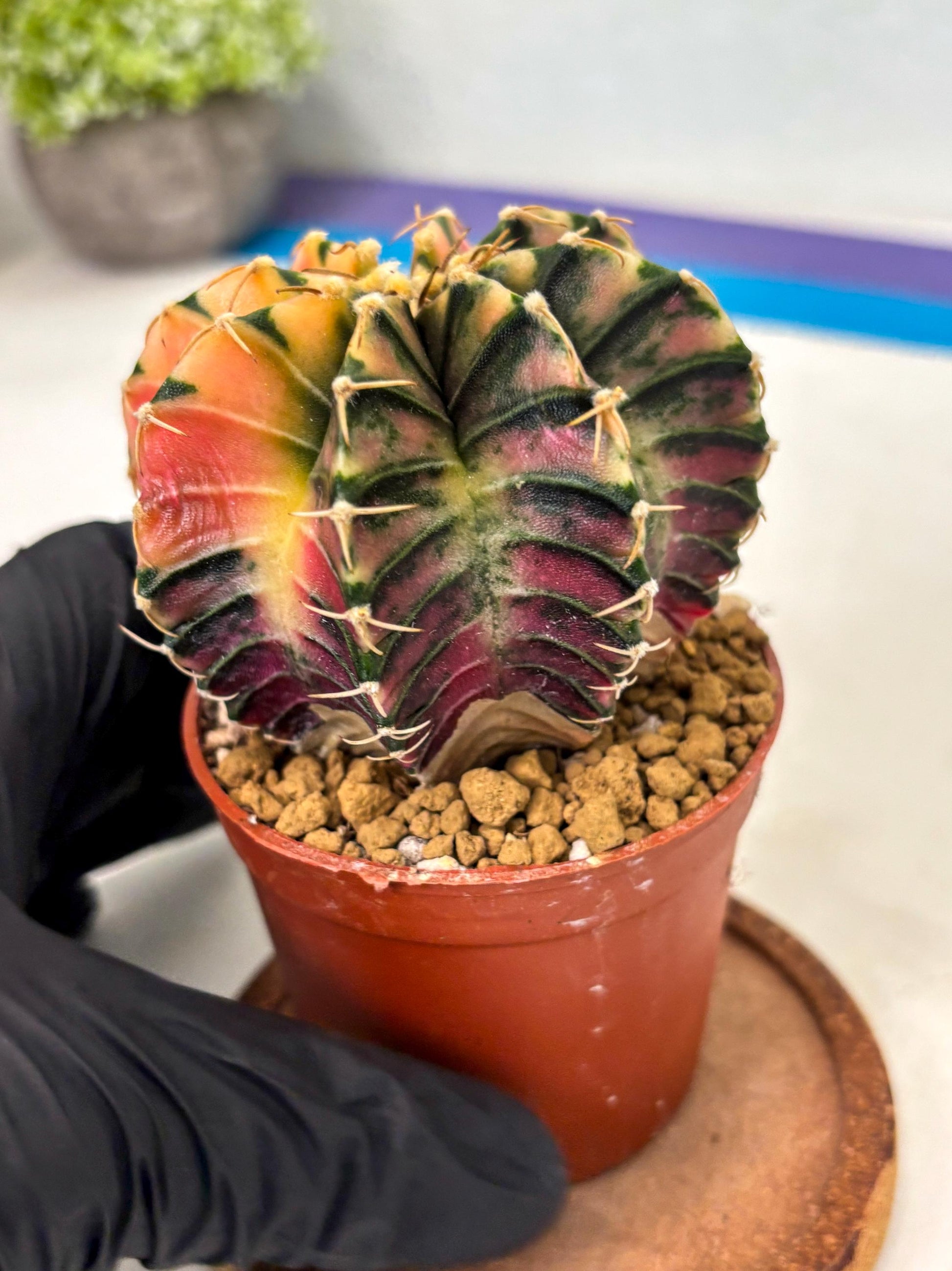 Gymnocalycium LB Hybrid (gy2) (r1) | Imported Plants