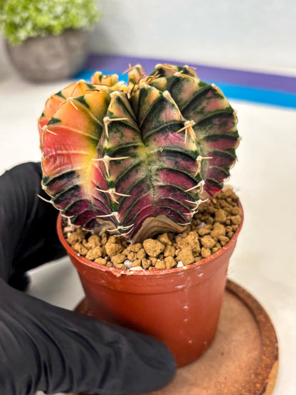 Gymnocalycium LB Hybrid (gy2) (r1) | Imported Plants