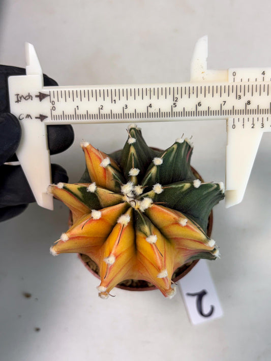 Gymnocalycium LB Hybrid (gy2) (r2) | Imported Plants