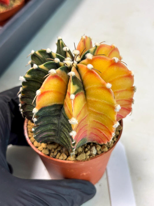 Gymnocalycium LB Hybrid (gy2) (r2) | Imported Plants