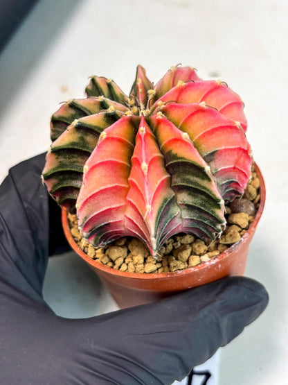 Gymnocalycium LB Hybrid (gy2) (r4) | Imported Plants