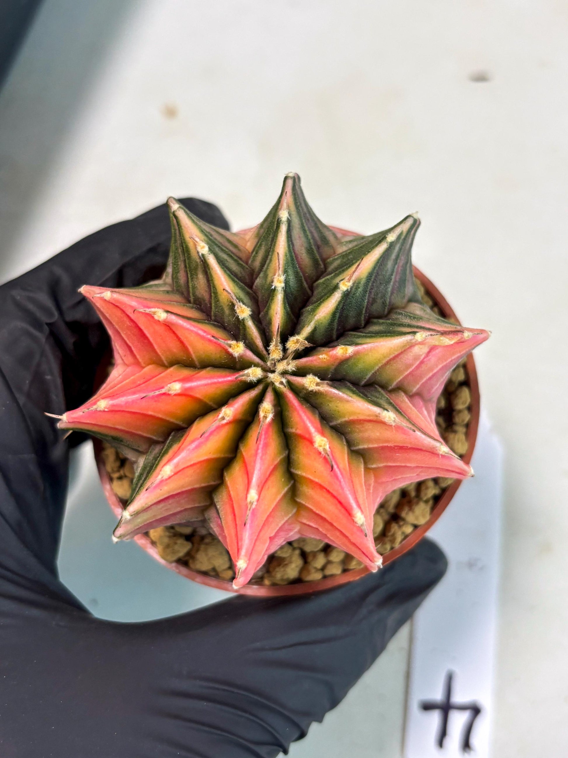 Gymnocalycium LB Hybrid (gy2) (r4) | Imported Plants