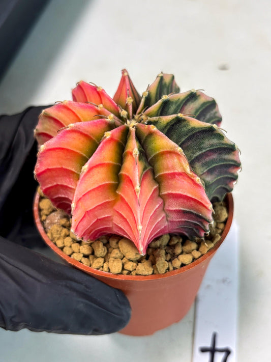 Gymnocalycium LB Hybrid (gy2) (r4) | Imported Plants