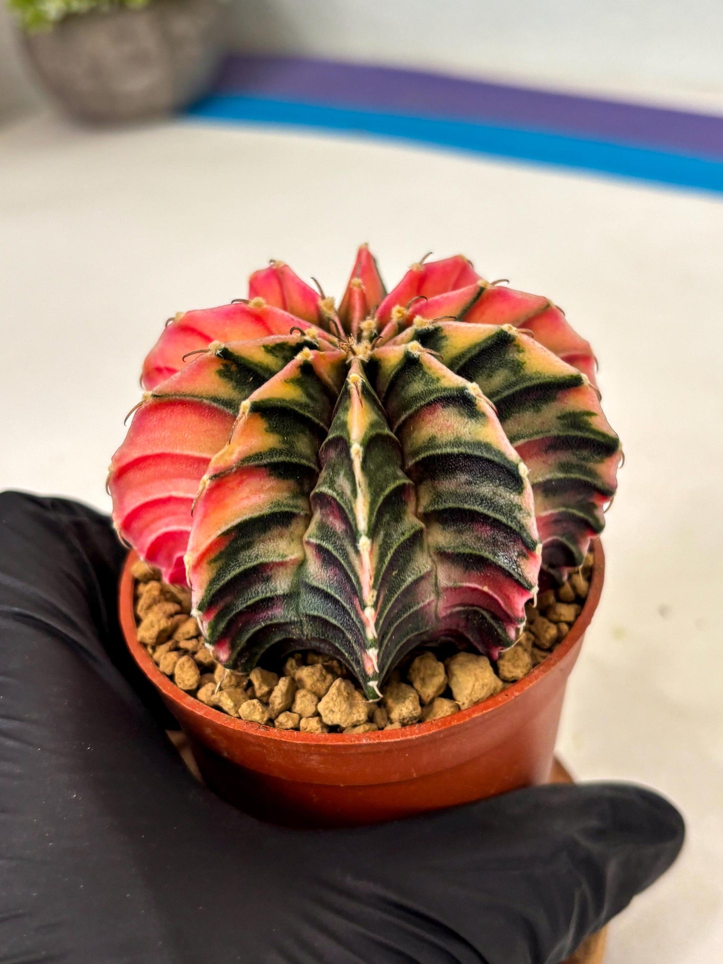 Gymnocalycium LB Hybrid (gy2) (r4) | Imported Plants