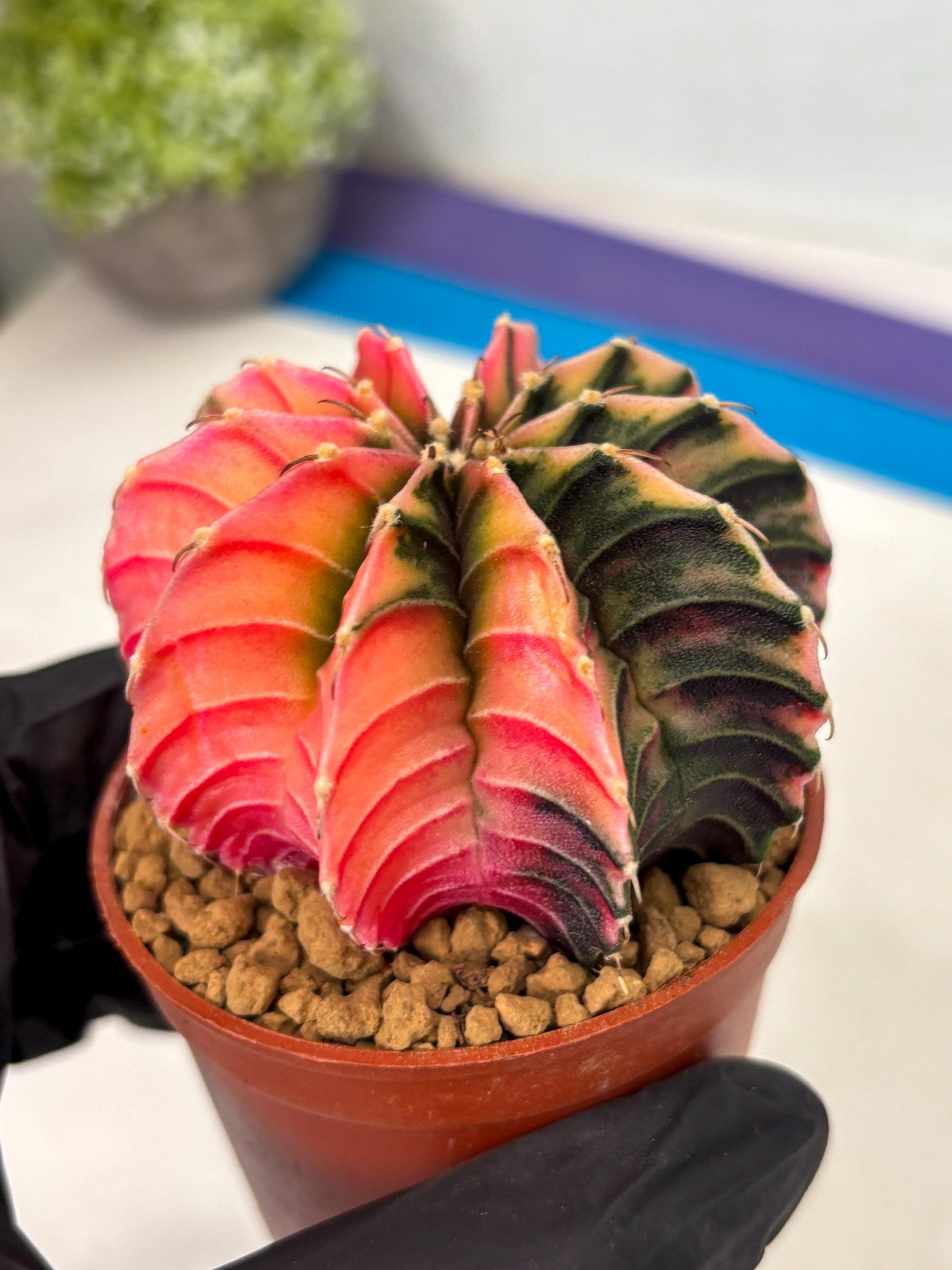 Gymnocalycium LB Hybrid (gy2) (r4) | Imported Plants
