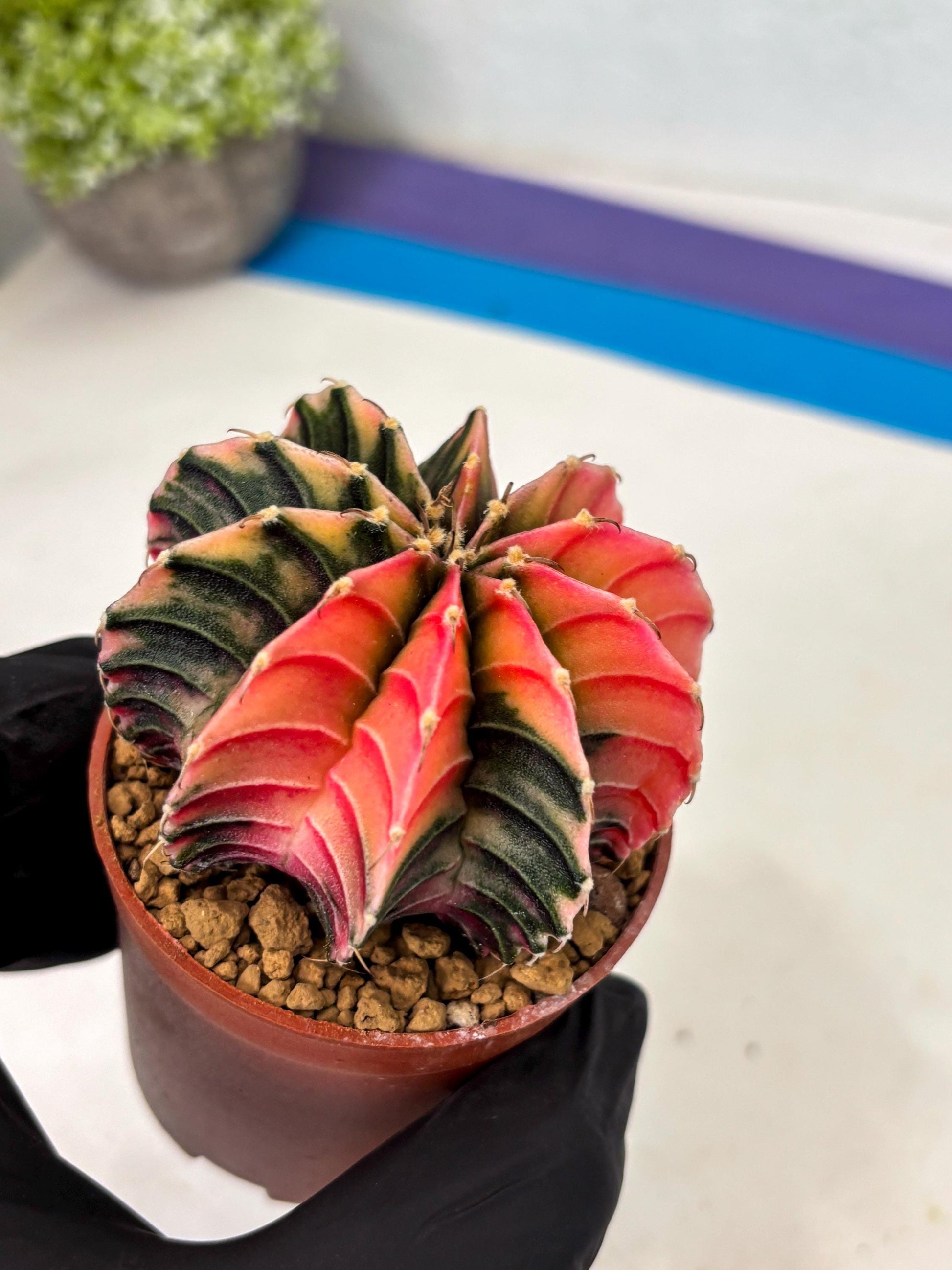 Gymnocalycium LB Hybrid (gy2) (r4) | Imported Plants