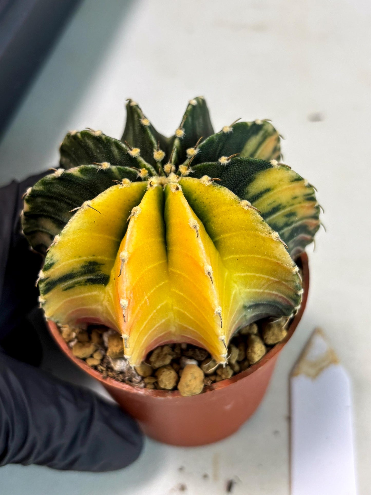Gymnocalycium LB Hybrid (gy2) (r5) | Imported Plants