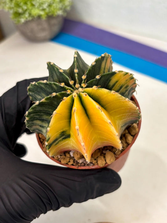 Gymnocalycium LB Hybrid (gy2) (r5) | Imported Plants