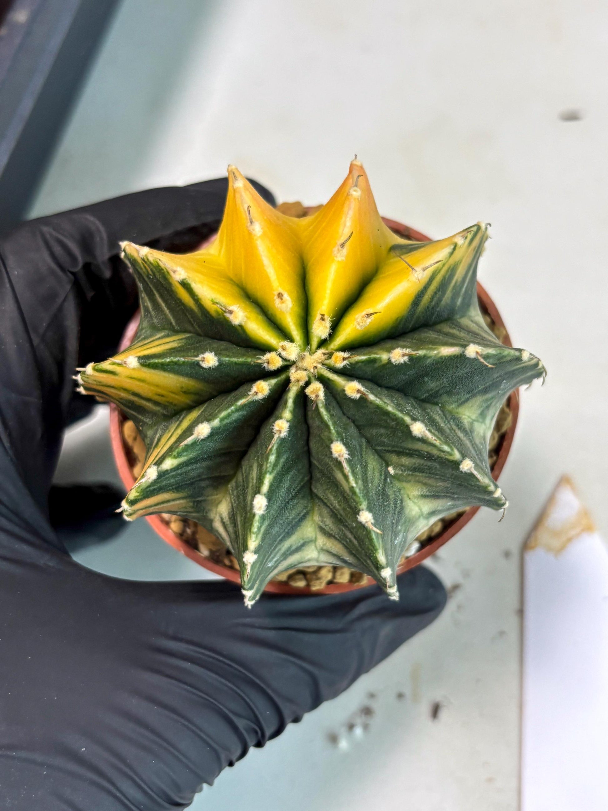 Gymnocalycium LB Hybrid (gy2) (r5) | Imported Plants