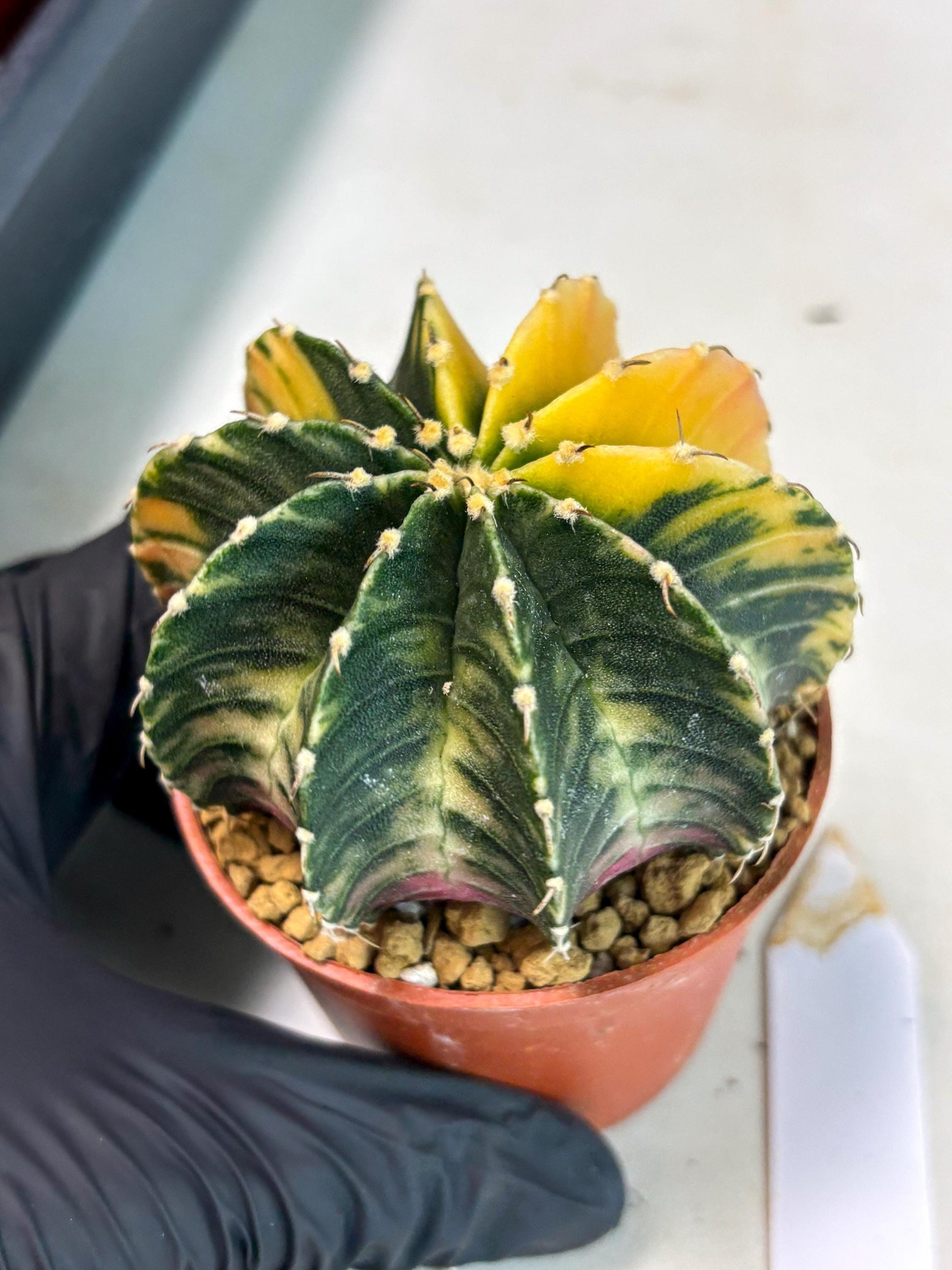 Gymnocalycium LB Hybrid (gy2) (r5) | Imported Plants