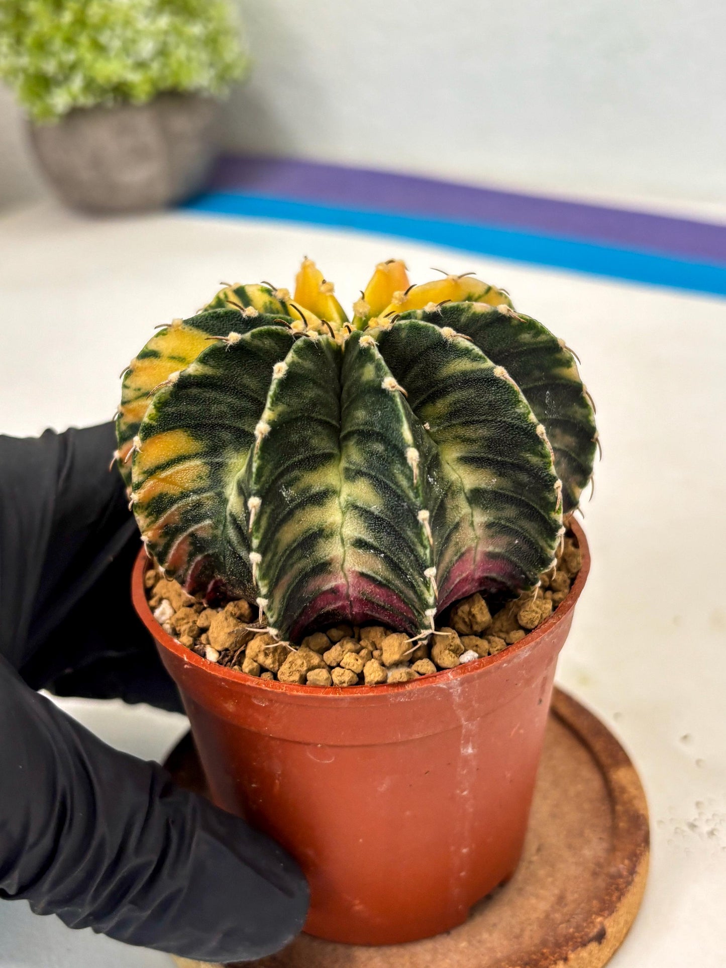 Gymnocalycium LB Hybrid (gy2) (r5) | Imported Plants