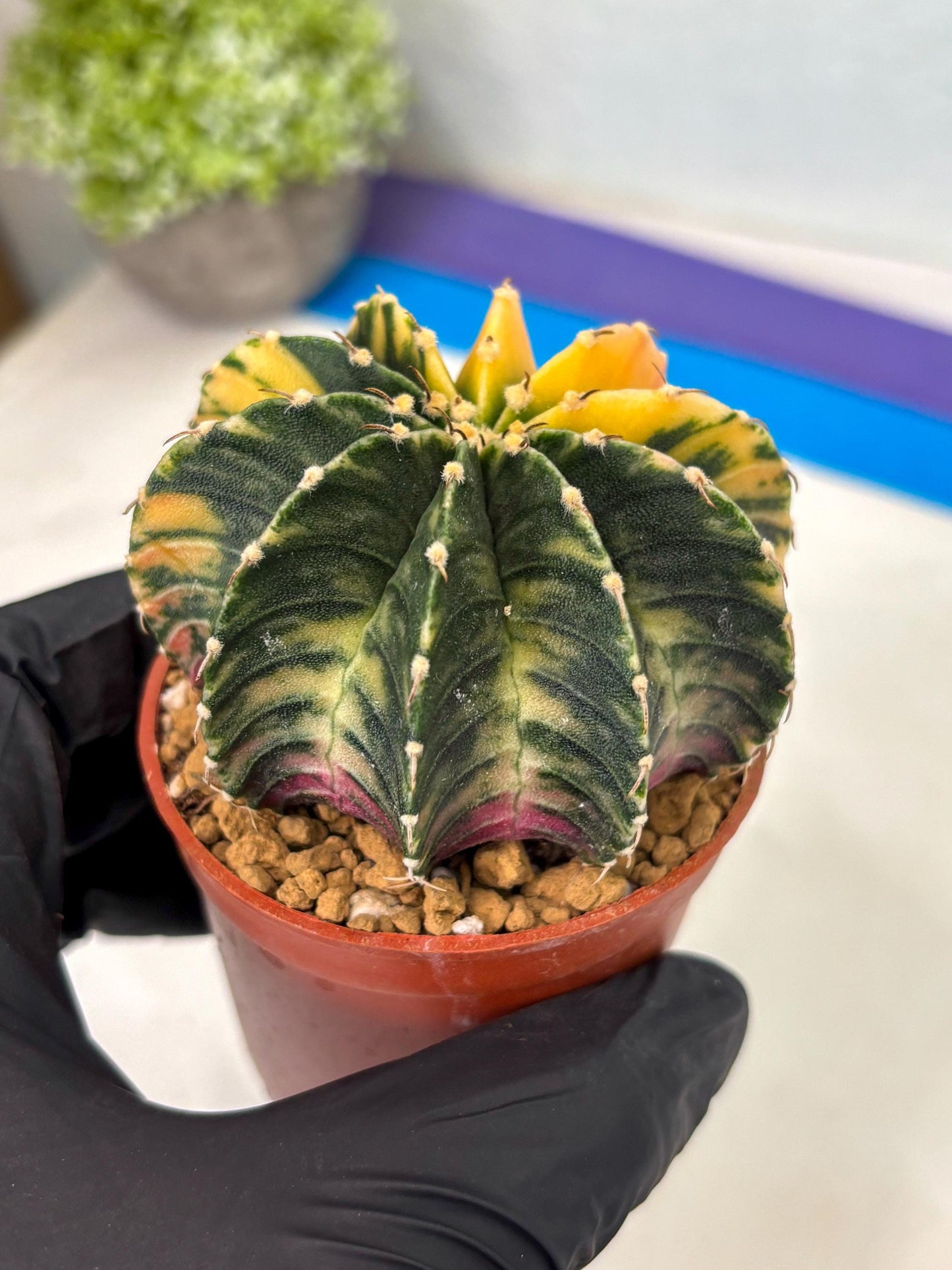 Gymnocalycium LB Hybrid (gy2) (r5) | Imported Plants