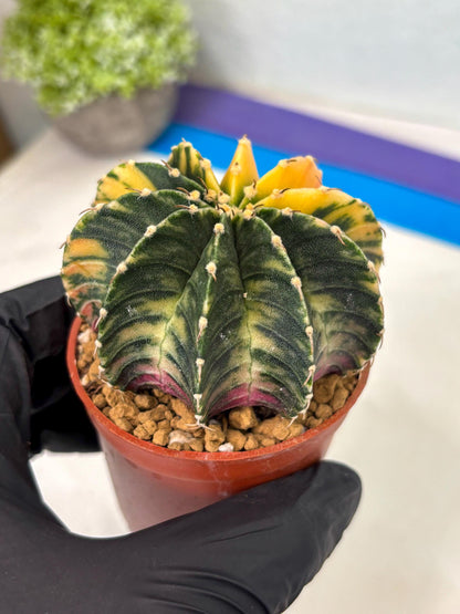 Gymnocalycium LB Hybrid (gy2) (r5) | Imported Plants