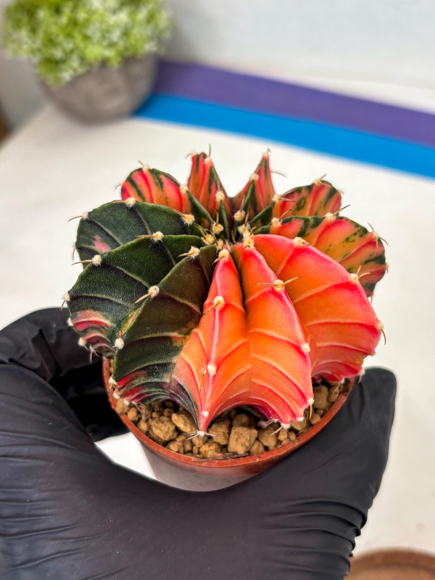 Gymnocalycium LB Hybrid (gy2) (r6) | Imported Plants