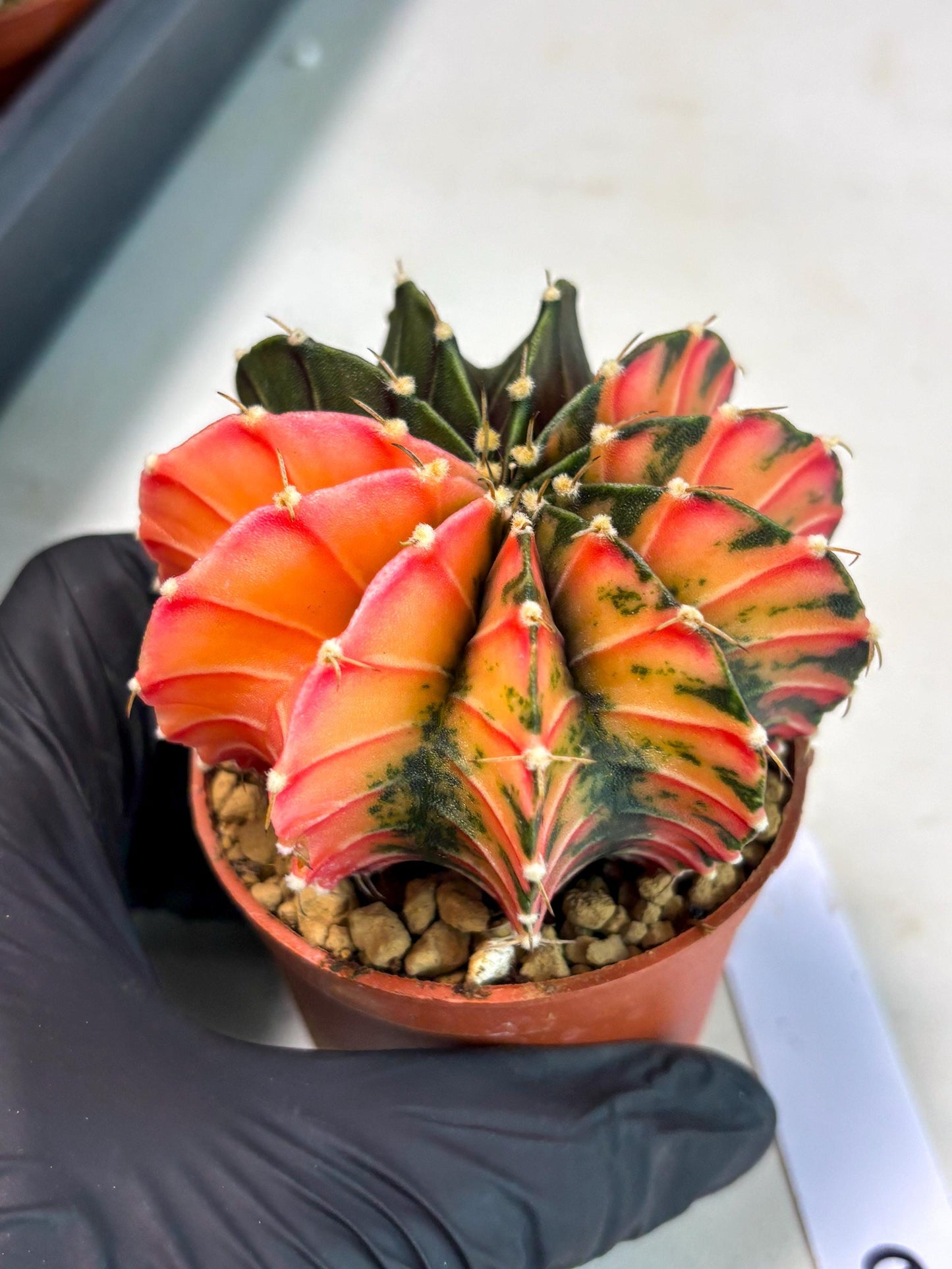 Gymnocalycium LB Hybrid (gy2) (r6) | Imported Plants
